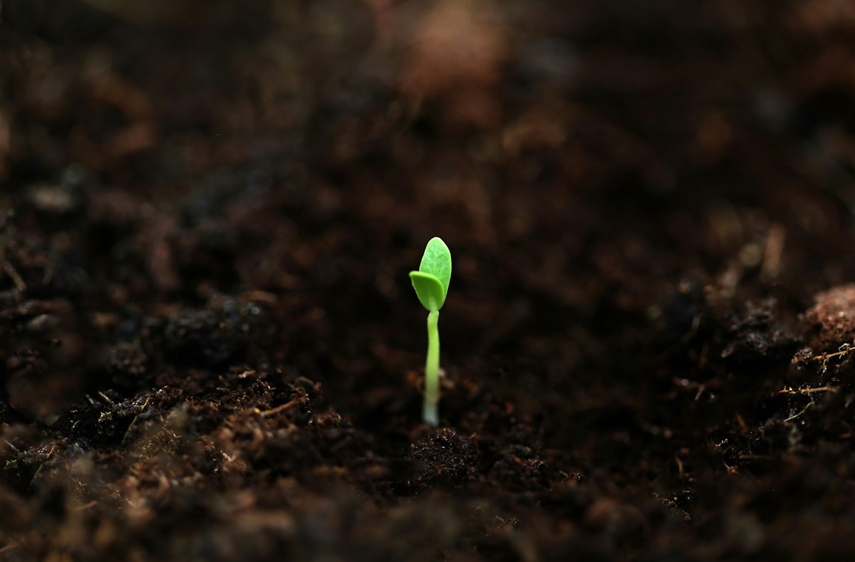 🌱4 Bước Gieo Hạt – Năng Đoạn Kim Cương – Công Thức Giúp Bạn Làm Chủ Cuộc Đời